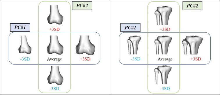 大腿骨（左）および脛骨・腓骨（右）の3次元統計形状モデル